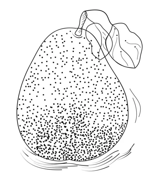 Vector Illustration Graphic Pear — Stock Vector