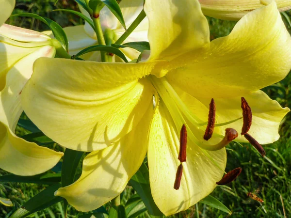 Ανθισμένο Κίτρινο Μπουμπούκι Κρίνου Στον Καλοκαιρινό Κήπο Φυτά Κήπου — Φωτογραφία Αρχείου