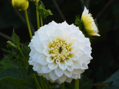 Beyaz çiçek açan tüylü yıldız çiçeği yaz bahçesinde