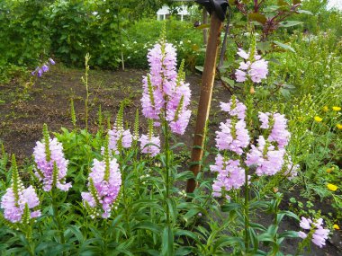 Çiçek açan bakireler yaz bahçesinde.