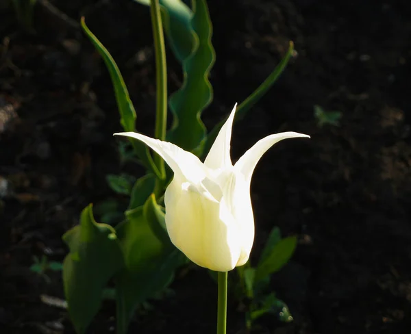 Nénuphar Blanc Fleurissant Dans Jardin Été — Photo