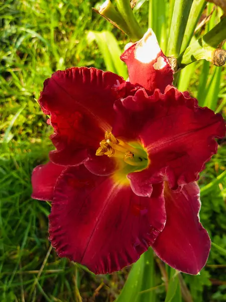 Fioritura Giglio Marrone Giallo Nel Giardino Estivo — Foto Stock