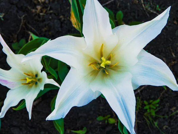 Fioritura Giglio Bianco Nel Giardino Estivo — Foto Stock