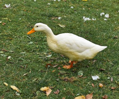 Saint Petersburg, Rusya - 1 Ağustos 2021, Elagin Adası, Saint Petersburg 'da bir park, şirin kümes hayvanları: ördekler, kazlar, kuğular çayırda yürüyor