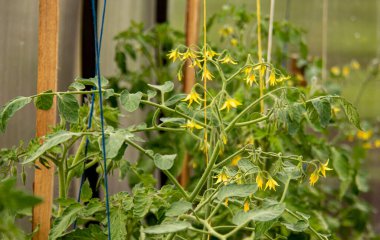 Çiçekli domatesler (Lycopersicon esculentum) serada bitki yetiştirme. Kopyalama alanı ile seçmeli odak.