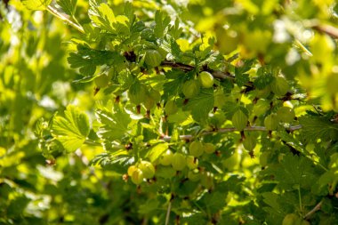 Dalın üzerinde yeşil yapraklarla olgunlaşmış bektaşi üzümleri. Yaz hasadı. Organik bahçıvanlık kavramı. Kapalı, seçici odak.