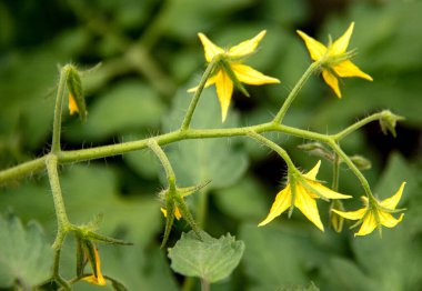 Serada çiçek açan domatesler (Lycopersicon esculentum). Kopyalama alanı ile seçmeli odak.