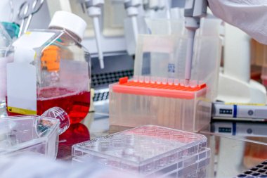 Hücre kültürü laboratuvarda steril koşullarda aktarılıyor. Laminar akışı üzerine bilimsel araştırma, kültür tabağında hücre kültürü geçitleri.