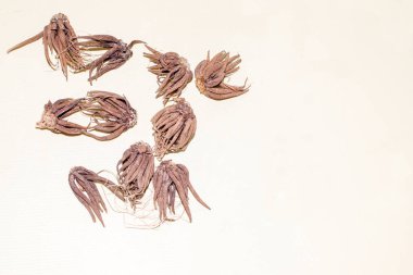 Ranunculus boruları (ampuller) hafif arkaplan üzerine yerleştirmeye hazır.