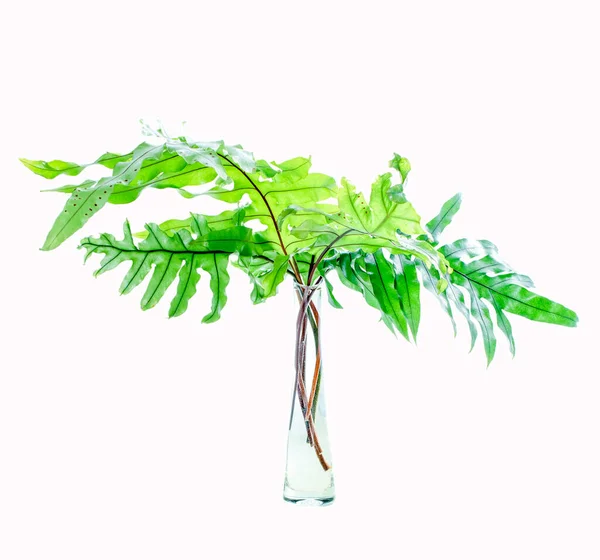 Polypodiym Fern Leaves Bouquet Glass Vase Isoalted White — Fotografia de Stock