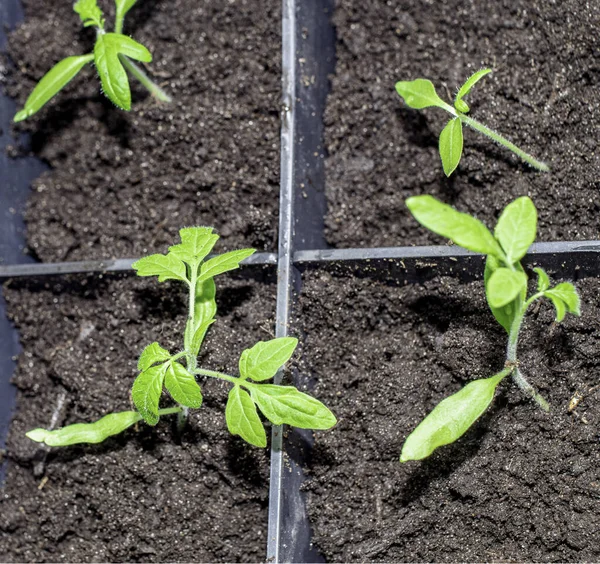 Tomato Seedlings Planted Pot — Stock Fotó