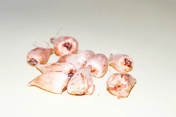 Луковицы Liliaceae Freesia Готовы Посадке — стоковое фото