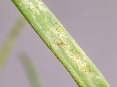 Thrips (Thysanoptera siparişi) gibi önemli ticari mahsullerin tehlikeli haşereleri. Hasarlı oniom yaprakları ve böcekler larvalardan imagoya kadar farklı yaşam evrelerinde.. 