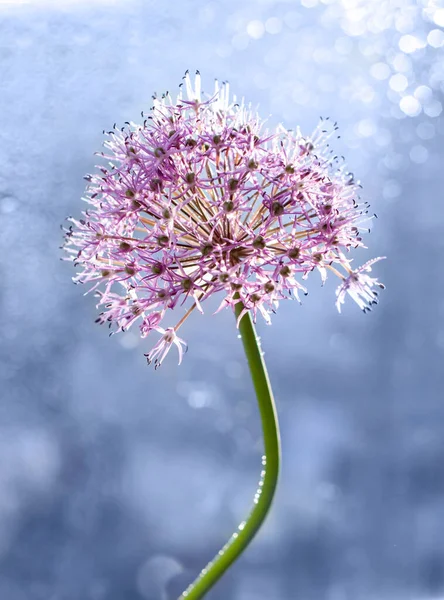 Lilac onion flower on blurred bokeh background.