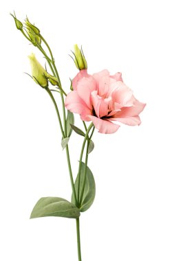 Beyaz arkaplanda izole edilmiş pembe östoma çiçeği.