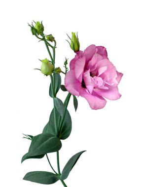 Beyaz arkaplanda izole edilmiş pembe östoma çiçeği.