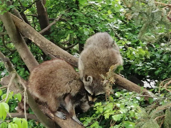 Dois Guaxinins Uma Árvore Zoológico Greifswald Alemanha — Fotografia de Stock
