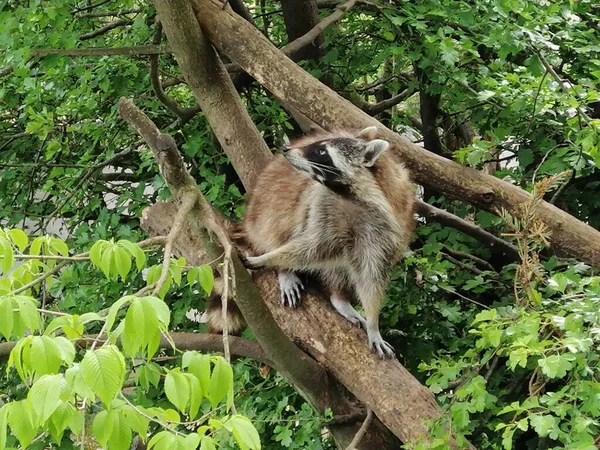 Deux Ratons Laveurs Dans Arbre Zoo Greifswald Allemagne — Photo