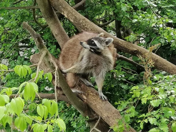 Dois Guaxinins Uma Árvore Zoológico Greifswald Alemanha — Fotografia de Stock