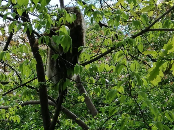 Dois Guaxinins Andando Galho Árvore Durante Belo Dia Ensolarado — Fotografia de Stock