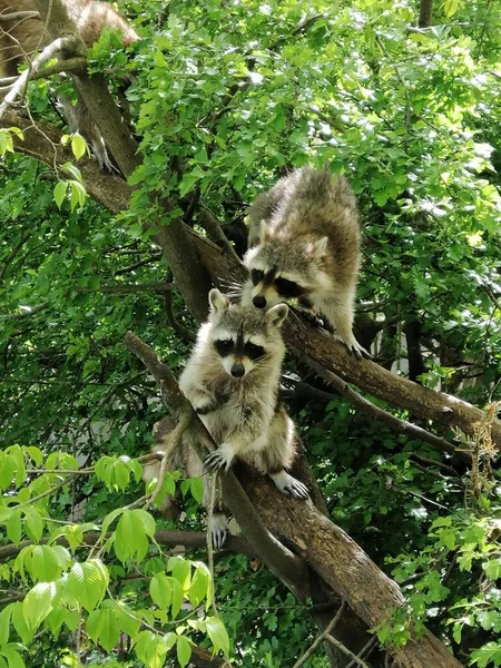 Dois Guaxinins Uma Árvore Zoológico Greifswald Alemanha — Fotografia de Stock
