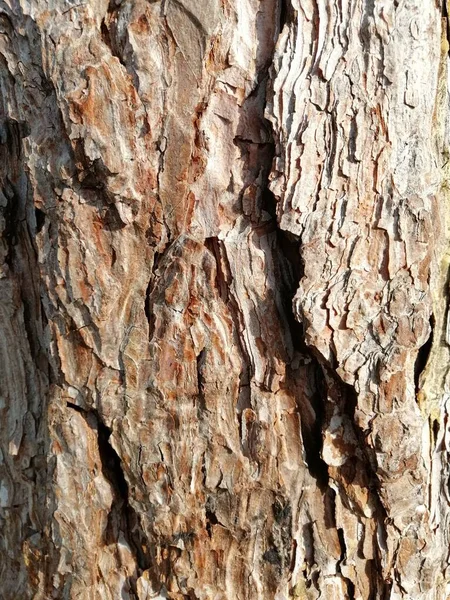 Close Red Old Wood Textured Pattern — Stock Photo, Image