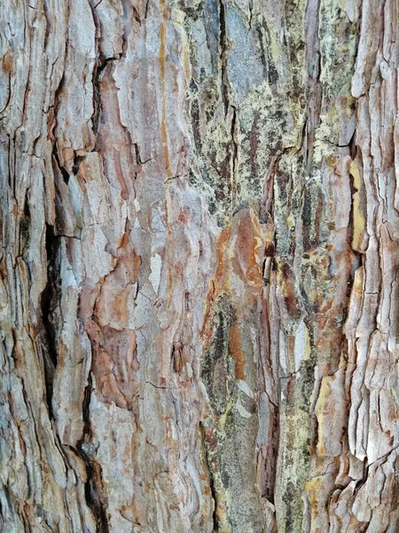 旧绿色苔藓和苔藓的纹理 自然背景 — 图库照片