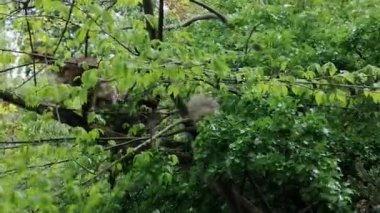 Güneşli bir günde ağaç dalında yürüyen iki rakun.