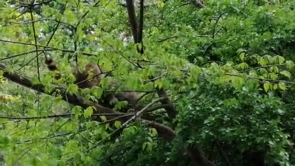 Δύο Ρακούν Περπατούν Κλαδί Δέντρου Μια Ηλιόλουστη Μέρα — Αρχείο Βίντεο
