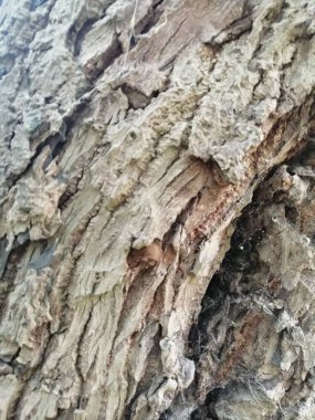 Yosun desenli renkli eski ahşabı kapat