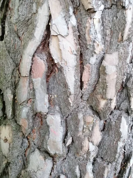 Gros Plan Vieux Bois Coloré Avec Motif Texturé Mousseux — Photo