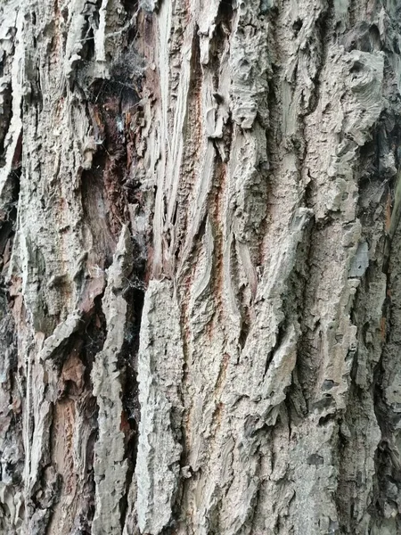 用苔藓状纹理图案的五彩斑斓的老木料做的特写 — 图库照片