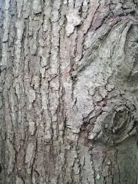 Gros Plan Vieux Bois Coloré Avec Motif Texturé Mousseux — Photo