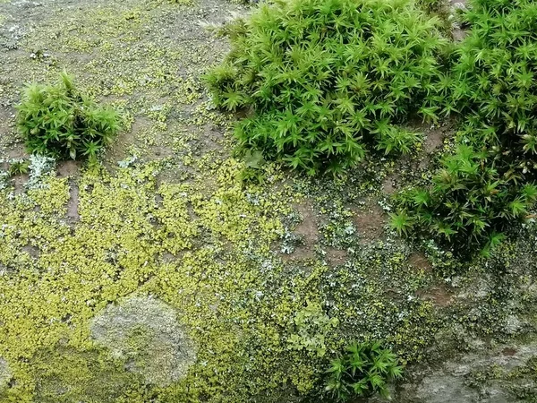 Зелений мох фон - красива природна структура. Тло текстури . — стокове фото