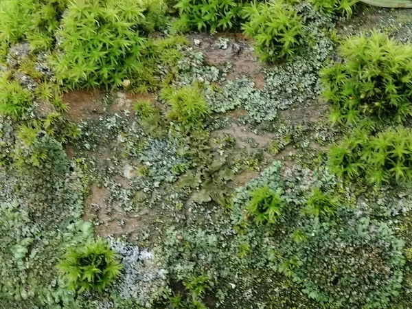 Зелений мох фон - красива природна структура. Тло текстури . — стокове фото