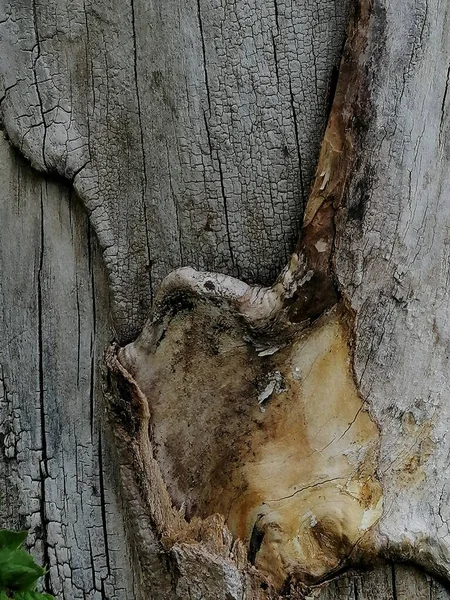 Close up of tree trunk with healed wound and hard texture