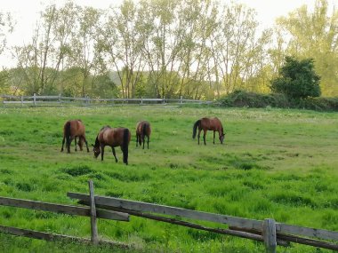 Almanya, Greifswald 'da güzel manzaralı tepelerdeki atlar