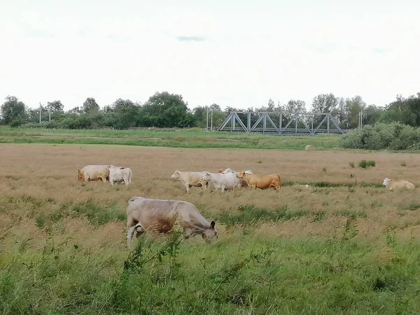 Vacas de pastagem em colinas com bela vista — Fotografia de Stock