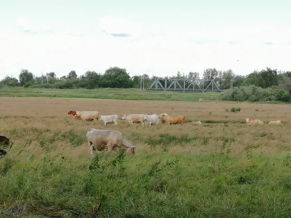 Vaches de pâturage dans les collines avec une belle vue — Photo