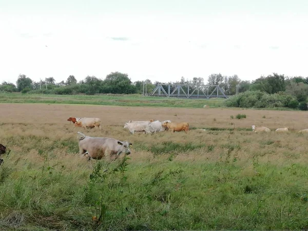 Vacas de pastagem em colinas com bela vista — Fotografia de Stock
