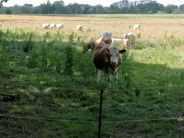 Vaches de pâturage dans les collines avec une belle vue — Photo