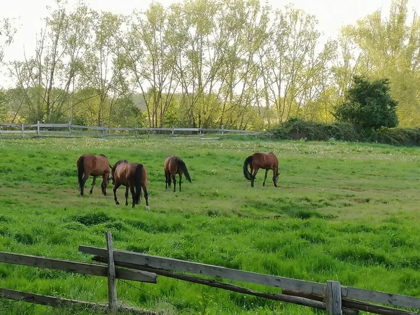 Chevaux dans les collines avec une belle vue à Greifswald, Allemagne — Photo