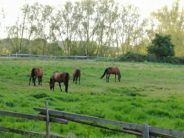 Almanya, Greifswald 'da güzel manzaralı tepelerdeki atlar — Stok fotoğraf