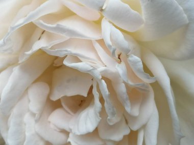 Bahçede çay gülü. Açık kremadan açık sarı melez çayına