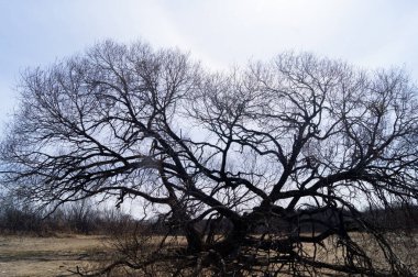 Gökyüzüne karşı kuru ağaç silueti. Taç ve dallar. Kuraklıktaki bitki örtüsü.