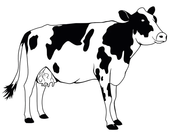 Vektorillustration im Cartoon-Flach-Stil. Weiße und schwarze junge Kuh auf weißem Hintergrund. — Stockvektor