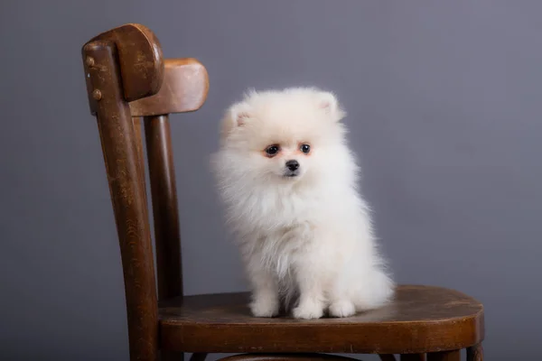 white spitz puppy sits on an old chair in a photo studio. puppy age 3 months