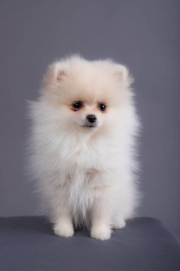 Beyaz bir Spitz köpeğinin portresi. Köpek bir fotoğraf stüdyosunda oturuyor. Yavru köpek yaşı 3 ay