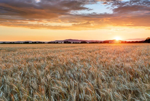 Vetefält vid solnedgången — Stockfoto