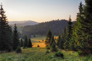 Çayır ve orman Fatras dağlarında